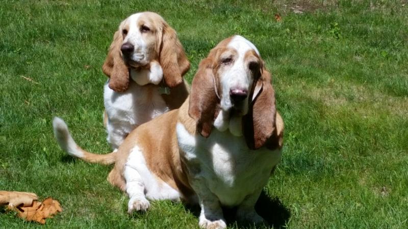 Beatrice the basset is safe thanks to the Rockport Fire Chief